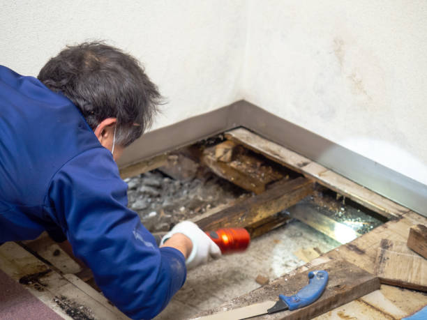 Best Local Mold Removal Service  in Shandon, CA