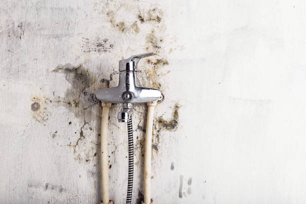 Best Professional Mold Removal  in Shandon, CA