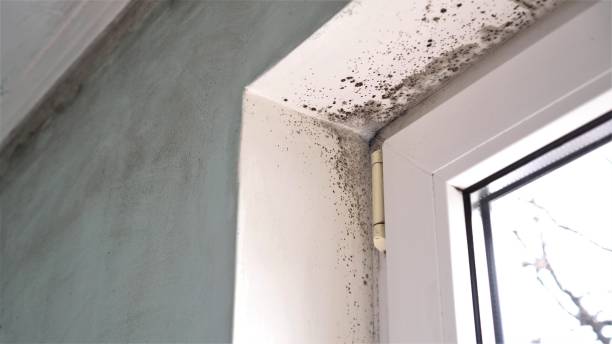Best Home Mold Removal  in Shandon, CA