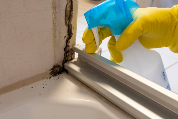 Best Emergency Mold Removal  in Shandon, CA