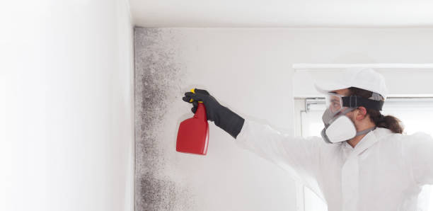 Best Fast Mold Removal  in Shandon, CA