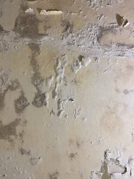 Best Office Mold Removal Services  in Shandon, CA