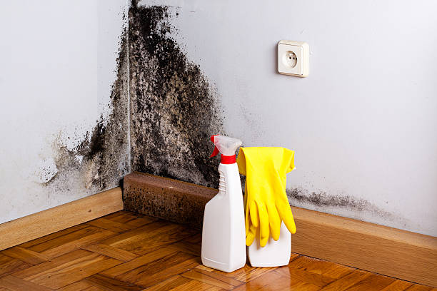 Best Residential Mold Removal  in Shandon, CA