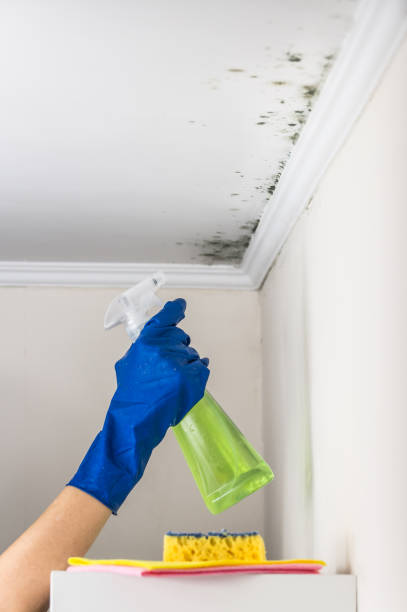 Best Commercial Mold Removal  in Shandon, CA